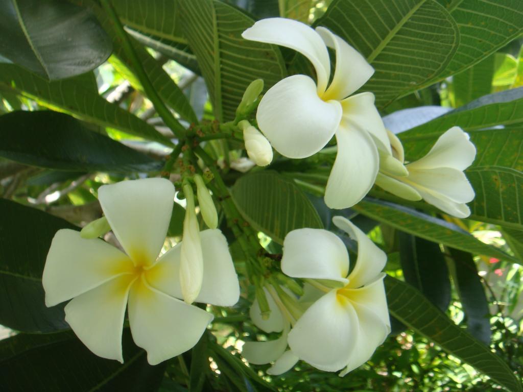 Baan Kuasakul Resort Mae Nam Exteriör bild